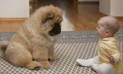寶寶與動物的歡樂時光不是夢！養嬰兒又養寵物的Know how 寵物趣聞、寵物家人、寶寶、動物、知識