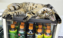 Cats in the house！貓咪亂入便利商店 可愛、貓咪、動物、便利商店、亂入