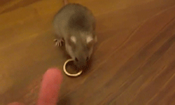 「鼠」藝驚人！超萌小鼠特技訓練班 小鼠、特技、訓練、才藝、動物