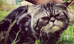 臭臉貓又來了！隨時都在不爽的Pupsik the cat     臭臉、俄羅斯、貓咪、萌、Pupsik the cat、網路紅貓    