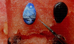 這樣也能畫！西瓜籽當畫布的精緻藝術 西瓜籽、Hasan Kale、藝術、藝術