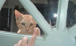 求求你讓我進去！被困在門外的貓咪們 貓咪、可愛、困住