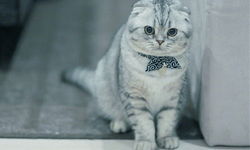 表情瑜珈大師貓咪版！圓臉貓Roku表情變變變    貓咪、表情、瑜珈、萌、摺耳