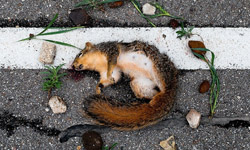 安息吧！路旁的動物小小告別式攝影 攝影、動物、Emma Kisiel、At Rest、藝術