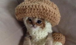 這不是虐貓！可愛套頭貓的真相 網路紅貓、貓咪、萌、芥末、わさび