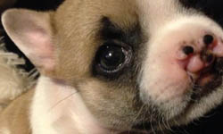 小缺陷更加可愛！讓人好想惜惜的兔唇狗狗 動物、狗狗、Lentil、美國、法鬥