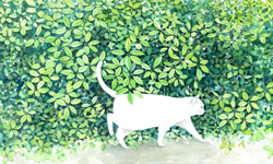 只羨貓咪不羨仙   夏日慵懶貓插畫 插畫、貓、山田綠、Midori Yamada