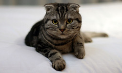 可愛竟是基因突變來的？ 摺耳貓背後的真相！       貓咪、摺耳、真相、遺傳病、突變