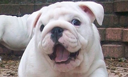 工作累了嗎 鬥牛犬Give me five幫你加加油！ 鬥牛犬