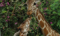 動物的戀愛情事！木柵動物園愛情白皮書  動物、木柵動物園、夫妻、愛情、戀愛