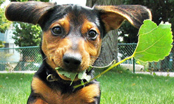 動物拍拍開課囉！笨主人攝影教室教你拍出寵物美照    動物、拍照、攝影、技術