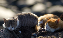 捕捉街貓的可愛瞬間 日本攝影師的貓咪攝影 池口正和、街貓、日本、攝影