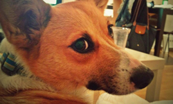 柯基除了萌短腿還要會放電！Musubi教你性感眼神十八招    柯基、萌、狗、拍照、技巧