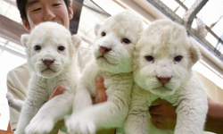 小白獅誕生！日本新生代小白獅萌力登場 獅子、白獅、絕種、日本、動物