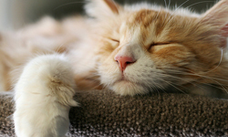 睡午覺到底有多重要？妞編輯教你上班不會累到該該叫 午睡、抱枕、辦公室、休息