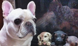 又萌又帥又可愛！法鬥Barkley的日常記事 狗狗、可愛、法鬥、Instagram、Sir Charles Barkley