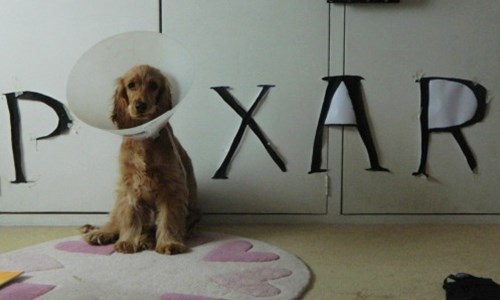 戴上雷達罩成為皮克斯招牌？讓狗狗戴頭套也不鬱悶的12招 伊莉莎白項圈、伊莉莎白頸圈、雷達罩、頭套、天外奇蹟