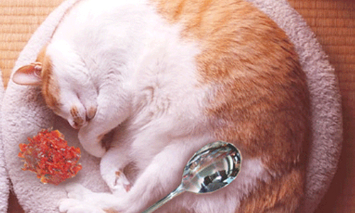 才不是為了賣萌給你們看！喵星人變貓團子的秘密是…… 貓團、貓、喵、團子、圓滾滾、圓、睡、可愛、療癒、抱團