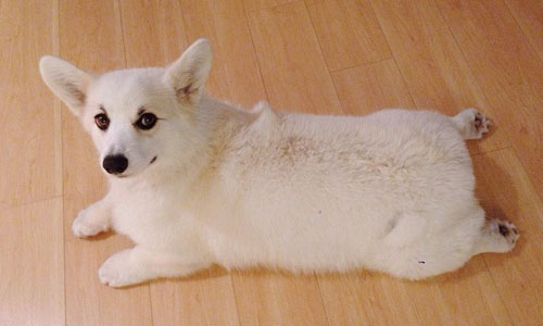 只要負責賣萌就好！白色柯基貪吃懶散也無敵可愛 Winston、白柯基、貪吃、懶散、可愛、賣萌、胖、Instagram、屁屁、小短腿、游泳、家