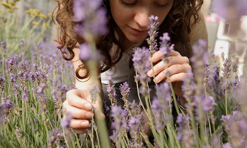 薰衣草能淡化疤痕！讓你意想不到的7種植物保養功效 保養品、植物、天然、過敏、玫瑰