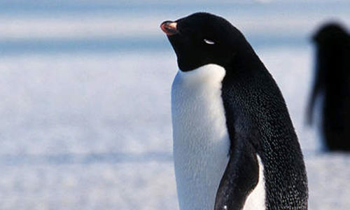 10/21限時免費App特輯：企鵝怎麼叫你知道嗎？ 限免、免費、特價、iPhone、App