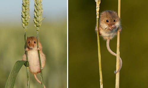 過街老鼠人人喊打？小老鼠和大自然的可愛互動顛覆你對牠們的印象 老鼠、大自然、可愛、互動、四害