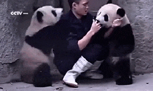 組隊攻擊管理員！熊貓寶寶的軟綿綿撒野日常 熊貓、寶寶、軟綿綿、撒野、日常