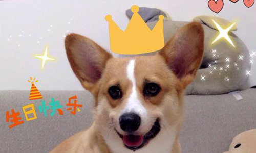 妞專訪：退到無路可退時就是轉機 甜點品牌「奶油先生」的命運轉盤 甜點、妞咖啡、奶油先生、柯基