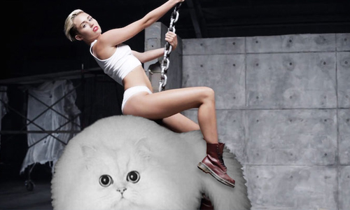 喵星人的72變！萌貓合成惡搞圖輯大賽 貓、PS、修圖、惡搞、合成、搞笑、可愛、創意