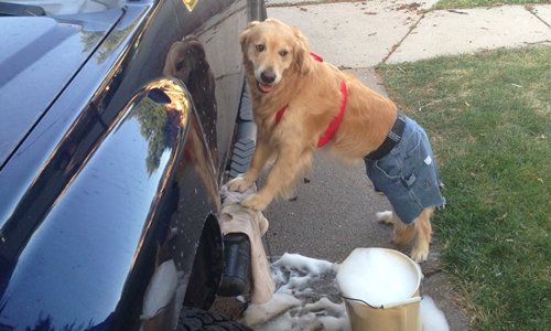 要找洗車小妹請點她的檯！黃金獵犬Bailey挑戰10種職業 黃金獵犬、Bailey、變裝、cosplay