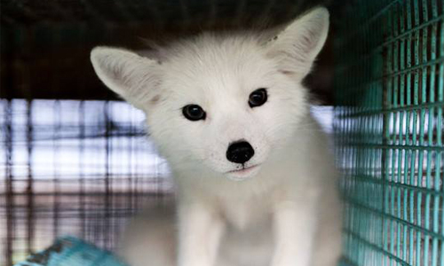 小白狐Kimi 8天後將「剝皮」　動保團體籲正視殘忍皮草時尚 時尚、皮草、流行、品牌、大廠、 FOUR PAWS、 Burberry、奢華、保暖、殘忍、虐待、可愛、狐狸、貂、毛茸茸、犧牲、人類、剝皮、 Kimi