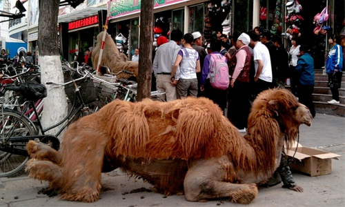 「砍駱駝四肢逼下跪」疑雲揭曉　中國乞丐挨批殘忍變態 砍斷、駱駝、四肢、下跪、疑雲