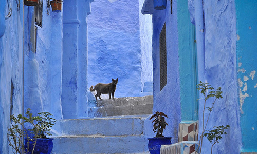 喵星人居住的星球！宛如置身空中的魔幻城鎮舍夫沙萬Chefchaouen 喵星人、貓、摩洛哥、舍夫沙萬、Chefchaouen