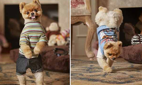 凱蒂佩芮都不是對手！金氏世界雙腳行走速度最快的明星狗—Jiff 動物、博美、明星、犬、演員