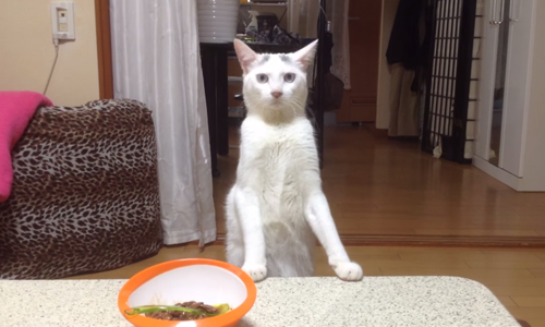 要泊車請找牠！最強倒退嚕的八字眉小白貓 倒退嚕、兩隻腳、桃太郎、八字眉、日本