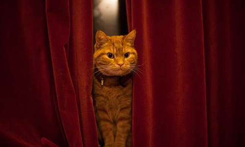 男友真難為！討好女友傲嬌愛貓的12張照片 Luccie the stalker、Dimitri Valentijn、貓咪、男友、女友