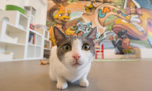 讓流浪貓陪你享受午後時光！美國首間貓咪咖啡店正式開張 流浪貓、貓、貓咪、咖啡店、咖啡、美國、加州、奧克蘭、Cat Town、Cat Town Café