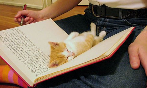 超愛看你尿尿！養貓前vs.養貓後的差別    貓咪、貓、喵星人、毛小孩、可愛