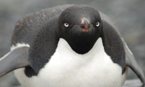 男男互尬甚至姦屍！你所不知道的阿德利企鵝性癖好 阿德利企鵝、南極、 Adelie penguin、英國生物學家、 George Murray Levick