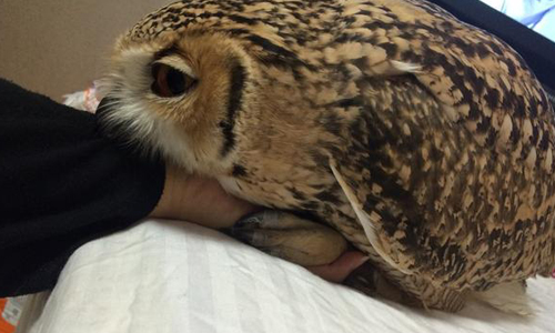 你的手臂我的枕頭！隨時都想黏在你身邊的啾咪貓頭鷹 貓頭鷹、可愛、法老雕鴞、日本、アスピシア