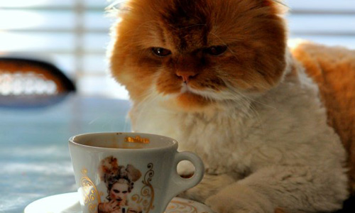 傷心的人該喝咖啡 改變心情的6種神奇食物 Shawn Talbott、哈佛大學、營養博士、食物、心情