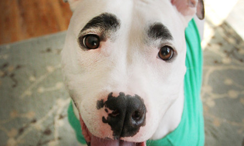 多看牠一眼就會有好心情 粗眉狗狗的超拉風人生 Simon 眉毛 粗眉 狗 寵物 生活發現 妞新聞niusnews