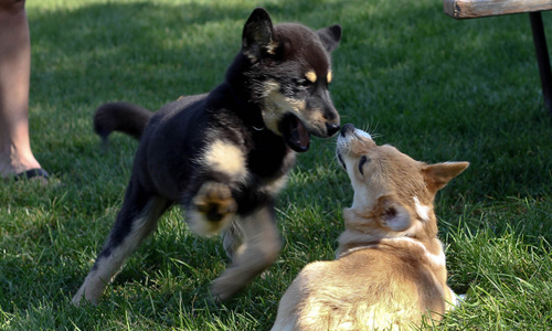 公狗會故意打輸母狗？15個你不知道的動物可愛天性 動物、天性、基因、可愛、狗