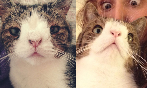 就是喜歡你原本的樣子！無鼻樑小貓化缺陷為最萌特點 無鼻、 Monty、Michael、尿床、不一樣、缺陷、基因、病變、可愛、眼距寬