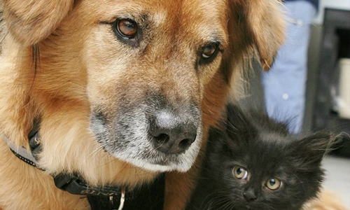 災後重生找到新工作！老狗當保姆帶小貓 跨種族、貓狗情、可愛、溫馨、流浪動物、搶救、Arizona Humane Society、Boot、卡崔娜颶風