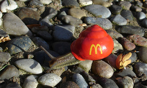 是在做善事還是破壞生態？國外吹起彩繪蝸牛風潮 蝸牛、踩死、彩繪蝸牛殼、生態、自然