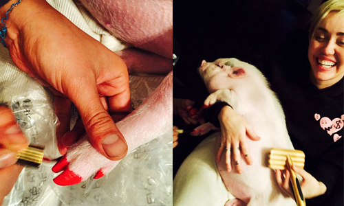 妞快報：「被妳吃掉還好一點！」麥莉幫寵物豬指彩挨轟虐待 麥莉、寵物豬、指彩、指甲油、instagram、虐待