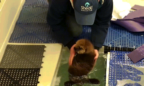 本週最Q捨牠其誰？海獺寶寶開心學游泳 海獺寶寶、Otter、水獺、聖馬刁、蒙特雷灣水族館