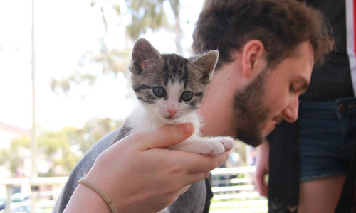 貓咪抱一下！澳洲大學為畢業考週設置超萌舒壓區 寵物、舒壓區、澳洲大學、新奇、有趣、好玩、貓咪、綿羊、大學生、畢業考