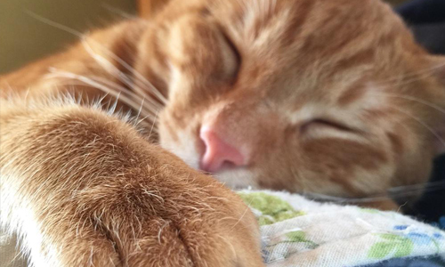 肉球多到捏不完！17隻萌貓陪伴的幸福天堂 貓咪、貓、肉球、萌、貓奴、心跳、療癒、可愛